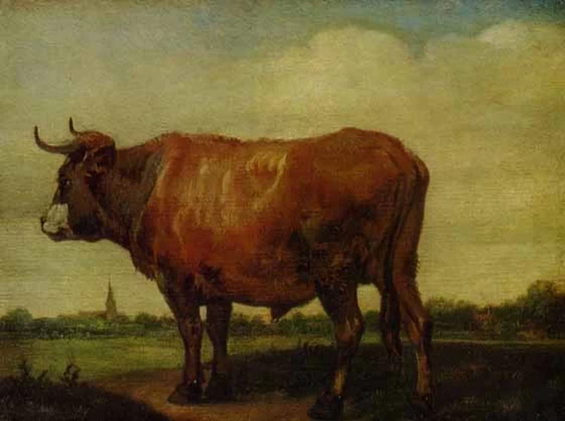 Bue rosso - Hermitage, San Pietroburgo